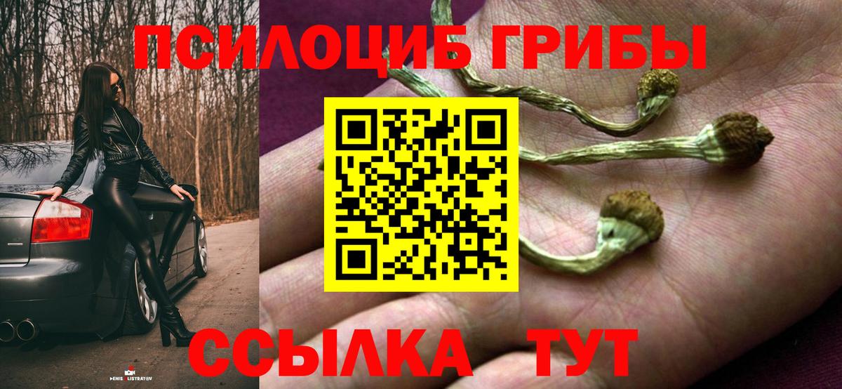 Сорочинск  Псилоцибиновые грибы Psilocybine cubensis  Вход с VPN 